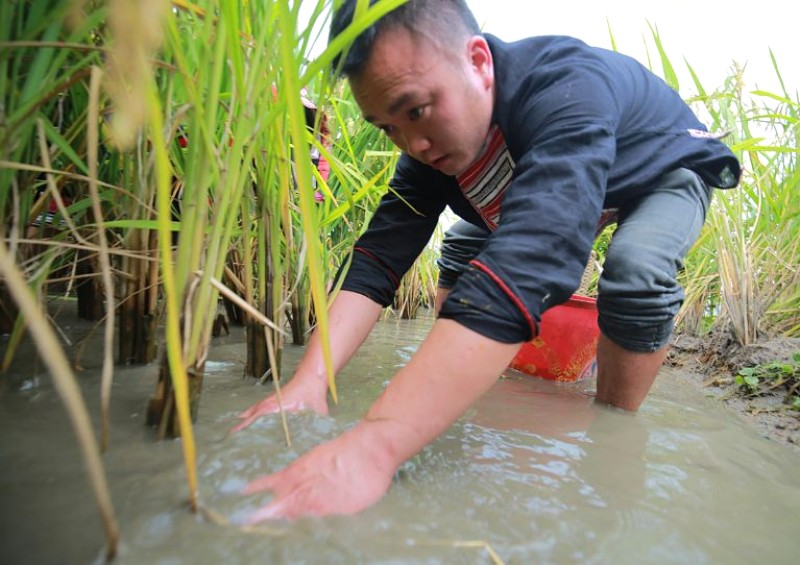 Cá chép ruộng Bản Phùng nướng, ngọt tự nhiên.